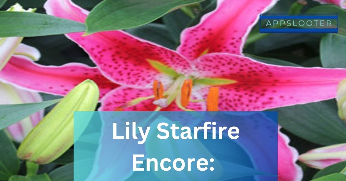 Lily Starfire Encore: