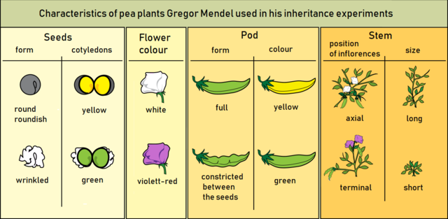 Cultivar Advantages: Unveiling the Features and Benefits