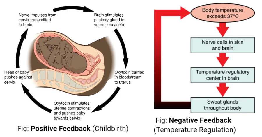 Feedback Mechanism: