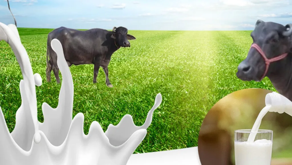 The Story Behind WellHealthOrganic Buffalo Milk Tag: