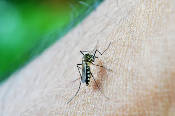 Mosquitoes and Their Nuisance https://tanfacil.net/hogar/como-hacer-repelente-para-mosquitos-casero-3614.html