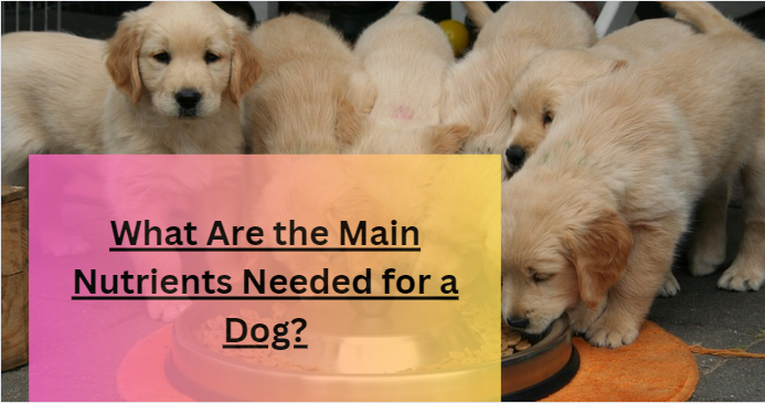 What Are the Main Nutrients Needed for a Dog?